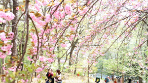 전주 완산공원 꽃동산 ‘봄꽃향기’ 주말에 절정 전망