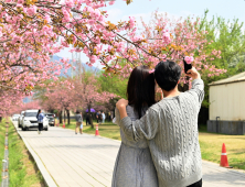 하남시, 봄꽃 명소로 미사경정공원과 미사호수공원 선정