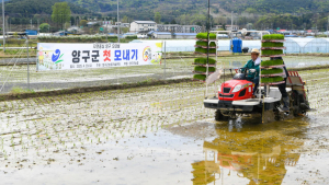 양구군, 올해 첫 모내기…본격 영농 시작