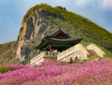 산청 황매산 철쭉 주말 절정…“구경 오세요”