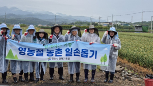 영천시 정책기획실 직원들, 농가 일손 부족 해결사 자처
