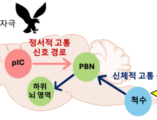 [쿠키과학] '정서적 고통, 신체적 고통' 공포감 처리하는 뇌 회로 달라