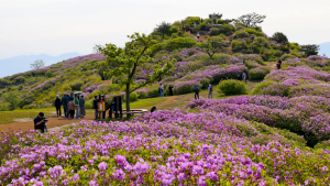 ‘화려한 봄꽃의 향연’ 합천 황매산철쭉제 15만명 찾아 ‘성황’