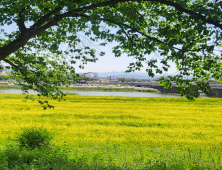경주 형산강변 “황금빛 갓꽃 물결 넘친다”