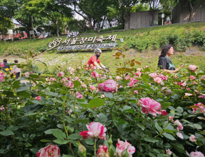 장미빛 물든 중랑천…‘서울에서 가장 예쁜 축제’ 열기 한창