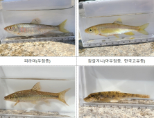 '청계천서 쉬리 확인'… 중앙과학관 '청계천 복원 20주년, 담수어류 조사결과' 발표