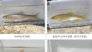 '청계천서 쉬리 확인'… 중앙과학관 '청계천 복원 20주년, 담수어류 조사결과' 발표