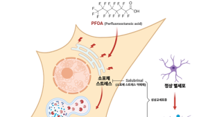 [쿠키과학] KIT, 환경 유해물질 'PFOA'가 뇌 망가뜨리는 원리 규명
