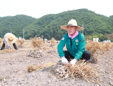 의령군, 농번기 농촌일손돕기 '구슬땀'