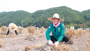 의령군, 농번기 농촌일손돕기 '구슬땀'