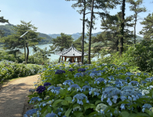 나주 동강 한반도지형 전망대에 수국꽃 만개