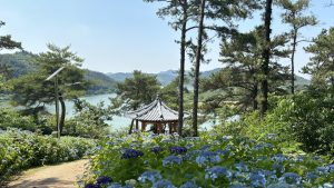 나주 동강 한반도지형 전망대에 수국꽃 만개