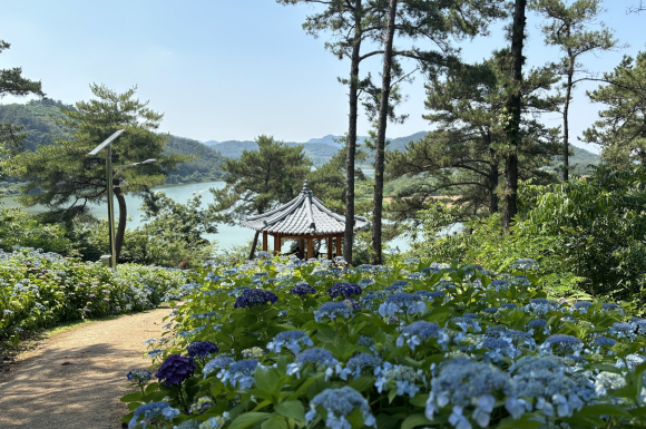 나주 동강 한반도지형 전망대에 수국꽃 만개