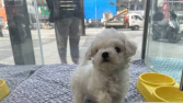 동물보호소 위장한 ‘신종펫숍’ 근절…“동물입양 활성화” [법리남]