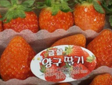 양구군, 교품질 딸기 신품종 보급 확대…경쟁력 강화 속도