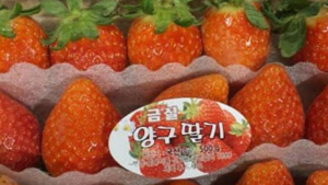 양구군, 교품질 딸기 신품종 보급 확대…경쟁력 강화 속도