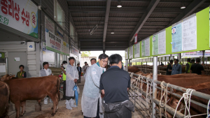 영암군, 구제역 이동제한 일부 해제…가축시장 개장