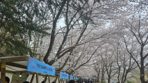 속초시, 영랑호 벚꽃축제 방문객 정확한 분석 완료…빅데이터 행정 본격화
