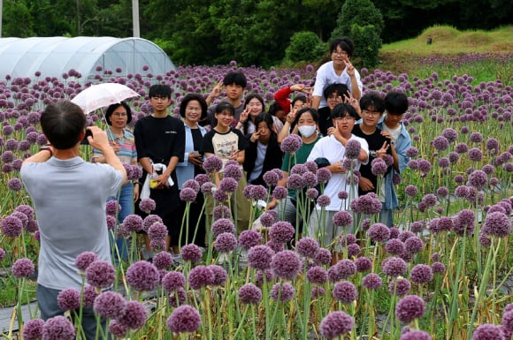 보랏빛 가득한 꼬끼리마늘 꽃 단지