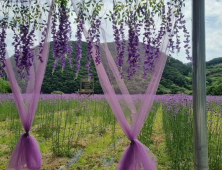 “보랏빛 향연”…고성 개천면 월곡마을 버들마편초 만개