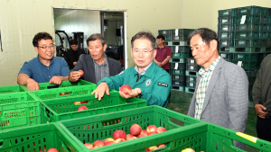 군위군, 농산물 공판장 개장…자두 1500kg 첫 경매