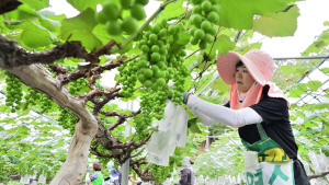 농협유통, 포도 봉지 씌우기 ‘구슬땀’