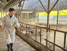 영암군, 구제역 종식 선언…발생 114일만
