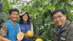 ‘황제의 멜론’ 해남산 하미멜론 맛보세요~