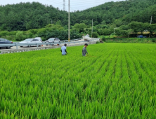 지난해보다 빨리 날아온 ‘벼멸구’…고성군 
