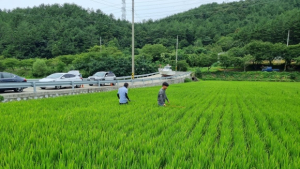지난해보다 빨리 날아온 ‘벼멸구’…고성군 