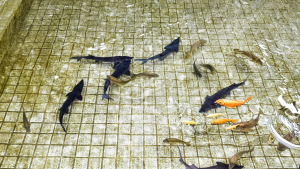 함안박물관 연못에  철갑상어 10마리 방류…관람객 시선 집중