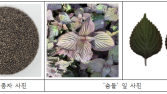 국산 잎들깨 ‘숨들’ 호흡기 질환 개선 효과 입증