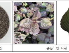 국산 잎들깨 ‘숨들’ 호흡기 질환 개선 효과 입증