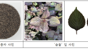 국산 잎들깨 ‘숨들’ 호흡기 질환 개선 효과 입증