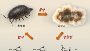 [쿠키과학] 콩벌레에 극소량 존재하는 '치매·파킨슨 치료제' 합성 성공