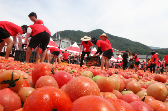 "황금반지를 찾아라"…화천토마토축제 '진풍경'