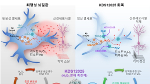 [쿠키과학] 헤모글로빈 항산화 기능, '퇴행성 뇌질환' 치료한다